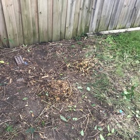 Bush Trimming by CGZ Landscaping reviewed on August 18, 2025