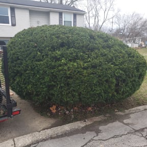 Bush Trimming by Four Level LLC -678.688.LAWN reviewed on August 20, 2025