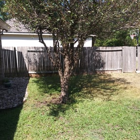 Bush Trimming by ATX Lawn Pros reviewed on August 16, 2025