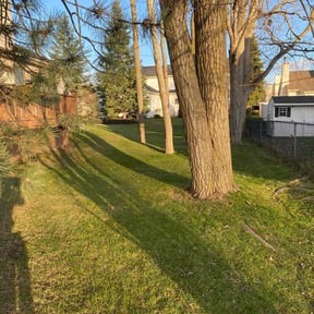 Leaf Removal by All American Services reviewed on November 19, 2025