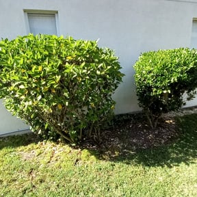 Bush Trimming by Sbm reviewed on April 24, 2025