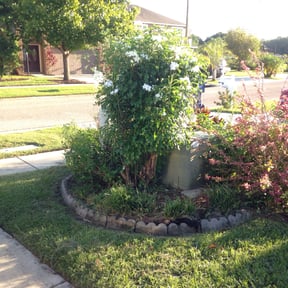 Bush Trimming by GOLD LANDSCAPING reviewed on August 16, 2025