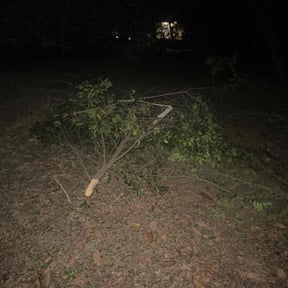 Bush Trimming by Marvel scapes reviewed on December 18, 2025