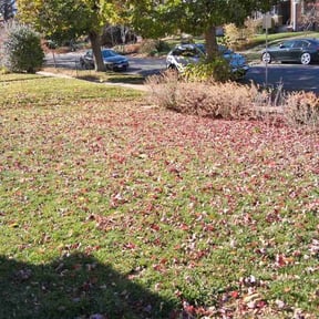 Bush Trimming by Kulture lawn care reviewed on November 22, 2025