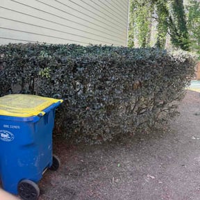 Bush Trimming by Bella Vista Landscape Services reviewed on April 4, 2026