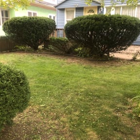 Bush Trimming by A&C landscaping and hauling reviewed on August 18, 2025