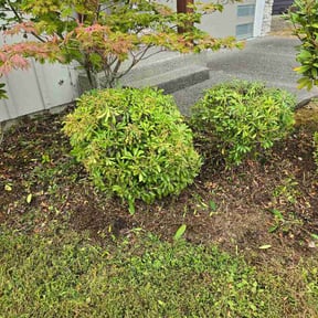 Bush Trimming by Grass Goals LLC reviewed on July 15, 2026
