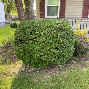 Bush Trimming by BBMP reviewed on August 15, 2025