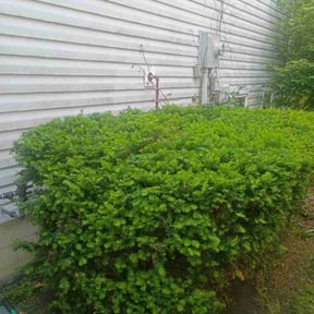 Bush Trimming by After-Hours Maintenance LLC reviewed on May 14, 2026