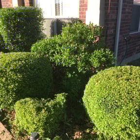 Bush Trimming by Juana&#039;s Botanical Landscaping reviewed on August 24, 2023