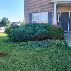 Bush Trimming by Brothers Lawn Services reviewed on August 15, 2025