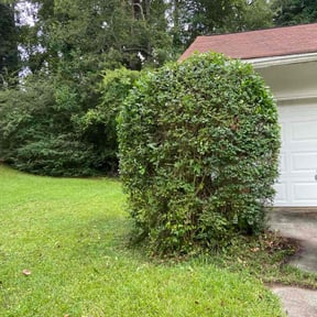 Bush Trimming by Pioneer Lawn Care reviewed on November 19, 2025