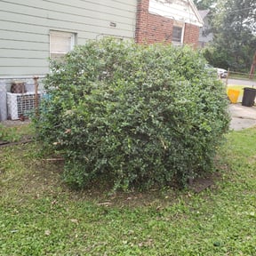 Bush Trimming by Tonys Landscaping LLC reviewed on August 21, 2025