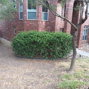 Bush Trimming by Nappyweeds Lawncare reviewed on August 21, 2025