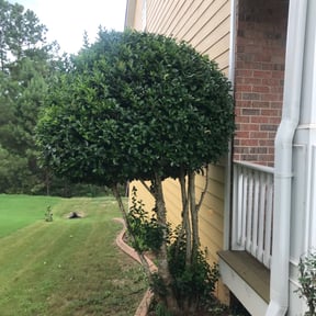 Bush Trimming by Yards Done Daily reviewed on August 15, 2025