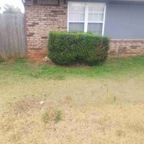 Bush Trimming by Ashby Family Lawn &amp; Landscapes reviewed on November 19, 2025