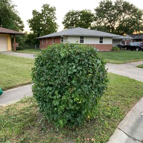 Bush Trimming by Veterans lawn services reviewed on August 15, 2025