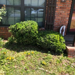 Bush Trimming by 4C's Lawn Care LLC reviewed on August 20, 2025