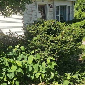 Bush Trimming by SM Lawn Services reviewed on August 16, 2025