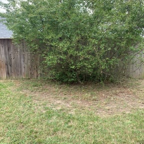 Bush Trimming by Lc landscaping reviewed on August 15, 2025
