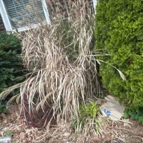 Flower Bed Weeding by SPX Lawncare reviewed on May 19, 2026