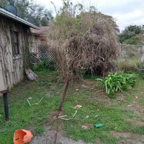 Bush Trimming by TLC-TOTAL Landscaping and Cleaning reviewed on August 16, 2025