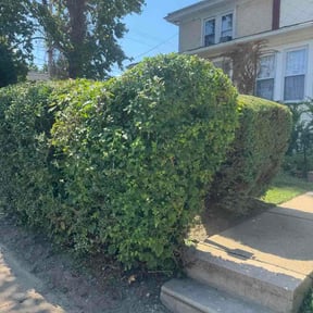 Bush Trimming by MARS reviewed on August 20, 2026