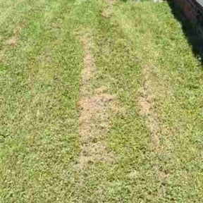 Leaf Removal by Simple Cutz reviewed on April 11, 2026