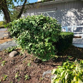 Bush Trimming by jones Industries Landscaping Specialist reviewed on August 19, 2025