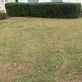 Leaf Removal by Over Torque reviewed on September 14, 2025