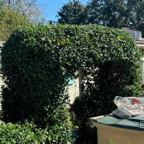 Bush Trimming by D & C lawn care reviewed on August 20, 2025