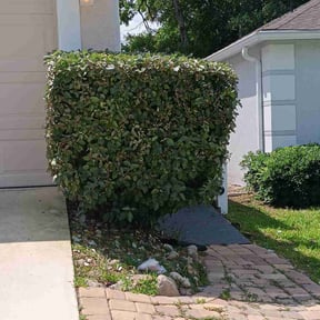 Bush Trimming by Cutting up Lawn and Tree Care reviewed on August 20, 2025