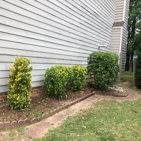 Bush Trimming by Laupola's Landscaping reviewed on August 18, 2025