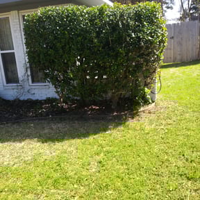 Bush Trimming by Jayes Lawn Adventures reviewed on August 20, 2025
