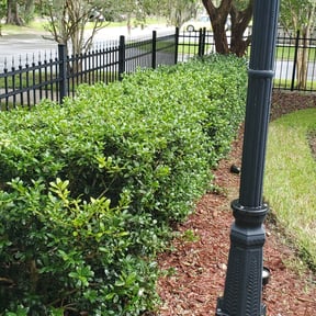 Bush Trimming by (PFGS) PO FOLKZ GARDEN Services reviewed on August 15, 2025