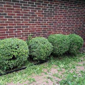 Bush Trimming by Jerrel's Handyman & Lawn Service LLC reviewed on August 20, 2025