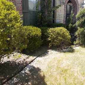 Bush Trimming by Millionaire Lawn Care reviewed on August 16, 2025