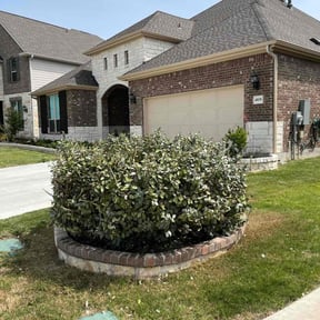 Bush Trimming by Pepperseed Professional Outdoor Services reviewed on August 17, 2025