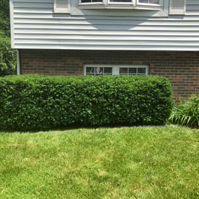 Bush Trimming by Trusted Trims, Lawn Maintenance Professional reviewed on August 19, 2025