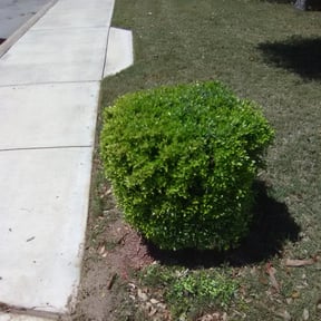 Bush Trimming by Holloway Property Management Edmond reviewed on March 22, 2024
