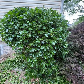 Bush Trimming by MoPro Lawn Care reviewed on May 14, 2026