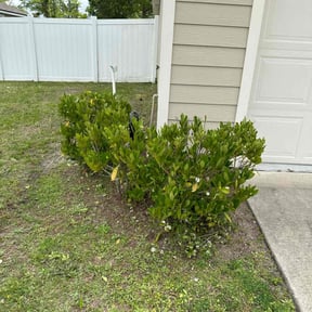 Bush Trimming by Maust landscaping reviewed on August 15, 2025