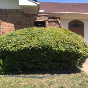 Bush Trimming by RhodenColes Investments reviewed on August 19, 2025