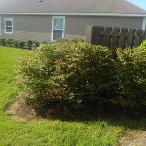 Bush Trimming by Furnace Design Technology LLC reviewed on August 15, 2025