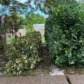 Bush Trimming by Terry Collins reviewed on August 15, 2025