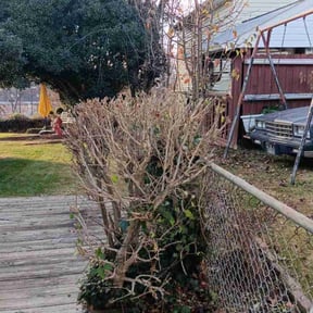 Bush Trimming by SGE Lawn Care reviewed on August 15, 2025