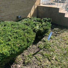 Bush Trimming by Jordan's legacy operations reviewed on August 16, 2025
