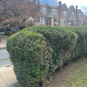 Bush Trimming by Quasny & Son Landscaping reviewed on August 15, 2025