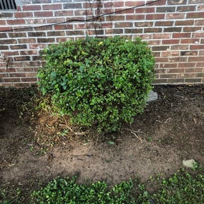 Bush Trimming by Yoshiro's Landscaping reviewed on August 15, 2025