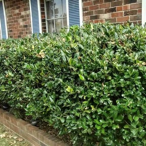 Bush Trimming by Armstrong's Lawn Care Plus reviewed on August 20, 2025